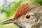 Close Up Image of Olive-backed sunbird