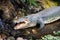 Close-up image of an open-mouthed crocodile