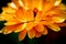 Close Up Image of Orange Calendula (Marigold)
