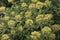 Close-up image of Orange stonecrop flowers