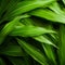 Close Up Image Of Organic Bamboo Leaf: Free Stock Photos And Vectors