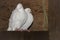 Close up image of a pair of white doves