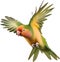 Close-up image of a Peach-Faced Lovebird. AI-generated.