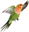 Close-up image of a Peach-Faced Lovebird. AI-generated.