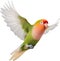 Close-up image of a Peach-Faced Lovebird. AI-generated.