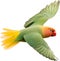 Close-up image of a Peach-Faced Lovebird. AI-generated.