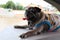 Close-up image of a person, Pug dog, old age, sleeping, smiling, long tongue, happy on the cement floor