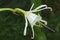 Close-up image of Peruvian daffodil flower.