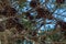 Close-up of an image of pine branches with pine cones