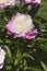 Close-up image of Pink Hawaiian Coral Peony  flower