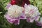 Close-up image of Pink Hawaiian Coral Peony  flowers