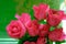 Close up image of pink roses and water drops after the rain. High contrast image style. Copy space texture background