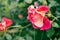 Close-up image of pink and white Bajazzo rose Large-Flowered Climber with braiding on green plant blurred background