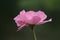 Close up image of a pink wild rose growing in northern Istanbul