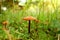 Close-up of the image of the poisonous fungus. Forest. Mushrooms in the autumn forest. Copy space. Background