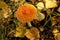 Close-up of the image of the poisonous fungus. Forest. Mushrooms in the autumn forest. Copy space. Background