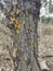 Close up image of a poplar with moss