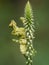 Close up image of the praying mantis isolated on blurred background. Grasshoper.  Insect. Fauna. Macro