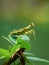 Close up image of the praying mantis isolated on blurred background. Grasshoper.  Insect. Fauna. Macro