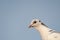 Close-up image of a racing pigeon showing detail of his head, beak and neck