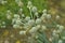 Close-up image of Rattlesnake Master flowers.