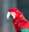 Close up image of red parrot