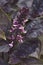 Close-up image of Red Rubin basil flowers