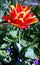 Close-up image of red and yellow blooming tulip