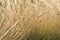 Close-up image of reeds fluttering in the wind