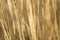 Close-up image of reeds fluttering in the wind