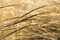 Close-up image of reeds fluttering in the wind