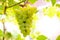 Close-up Image of Ripe Bunche of White Grapes on Vine