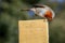 Close up image of a Robin (Erithacus rubecula) feeding