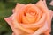 Close-up image of a rose. Fragile orange Beauty