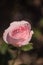 Close-up image of a rose. Fragile Pink Beauty