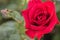 Close-up image of a rose. Fragile red  Beauty