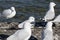 Close up image of seagulls take a rest