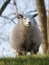 Close up image sheep