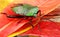 Close up image of shiny Green Stink Bug
