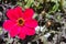 Close up image of a single cerise Dahlia Mystic Allure Flower