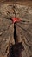 Close-up image of a single weathered leaf resting on top of a rock on a wooden tree stump