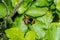 A close up image of a sleeping Bumble bee within a bed of leaves