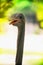 Close up image of a smiling ostrich bird Struthio camelus top view head