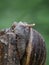 close up image of the snail.  mollusca, mollusk