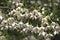 Close-up image of Snowcone japanese snowbell flowers