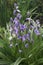 Close-up image of Spanish bluebell flowers