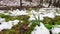 Close-up image of the spring flowering white. gentle white snowdrop flowers growth in snow. Beautiful spring natural