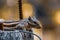 Close up image of Squirrel relaxing on the wall