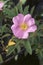 Close-up image of Swamp rose flower