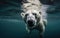 A close up image of a swimming polar bear. An ai generative photo-realistic image of an endangered species.